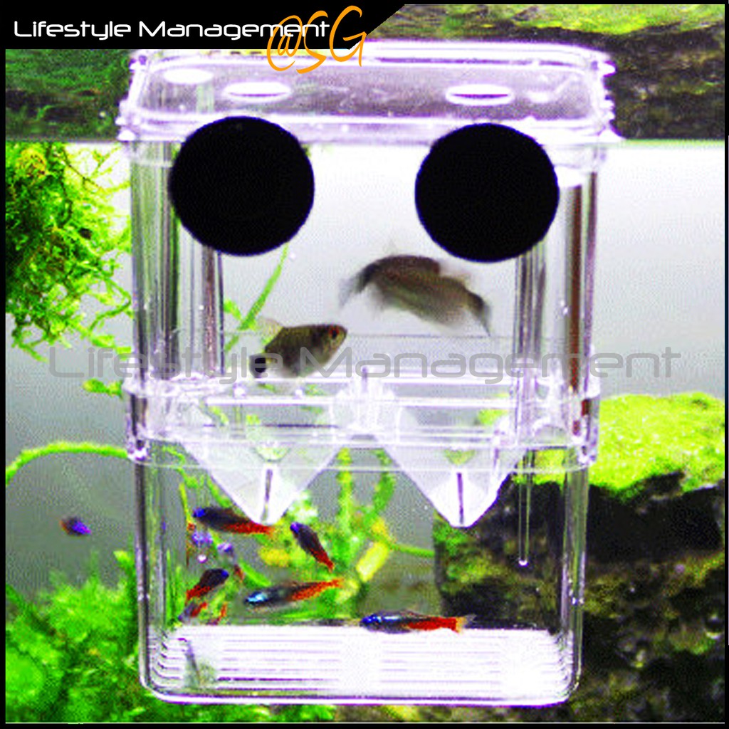 Fish Tank/Aquarium Breeding Isolation Separation/Separator Isolate/Divider